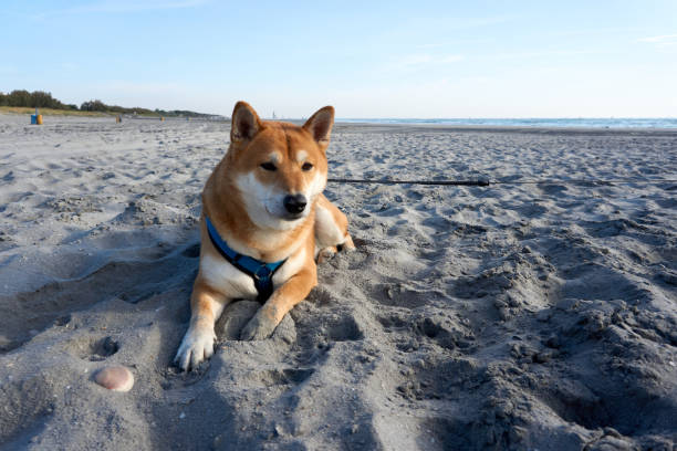 120+ Sherbro People Stock Photos, Pictures & RoyaltyFree Images iStock