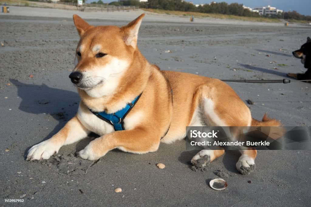 sesame shiba inu male lies on the beach Akita - Dog Stock Photo