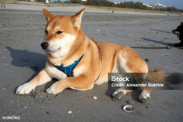 Sesame Shiba Inu Male Lies On The Beach Stock Photo - Download Image Now - Akita - Dog, Animal, Backgrounds
