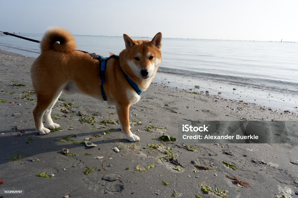 sesame shiba inu male stands on the beach and looks out to sea Animal Stock Photo