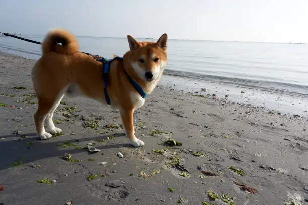 sesame shiba inu male stands on the beach and looks out to sea