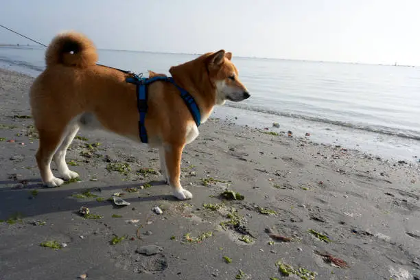 sesame shiba inu male stands on the beach and looks out to sea