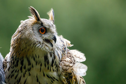 Side view of beautiful Eagle owl close up.