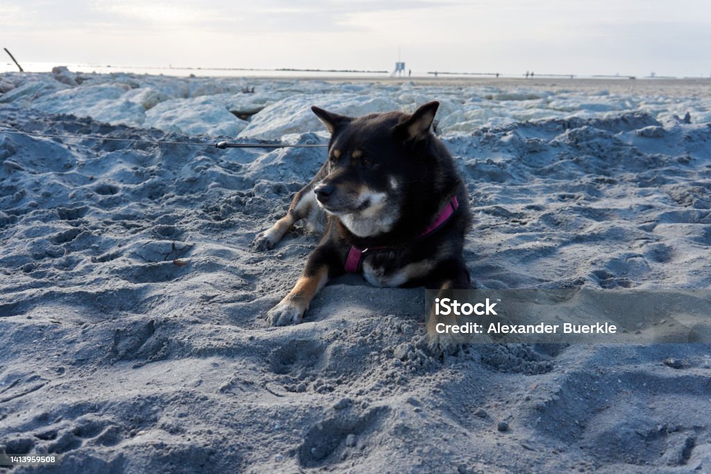 black and tan shiba inu lies on the beach and enjoys Animal Body Part Stock Photo
