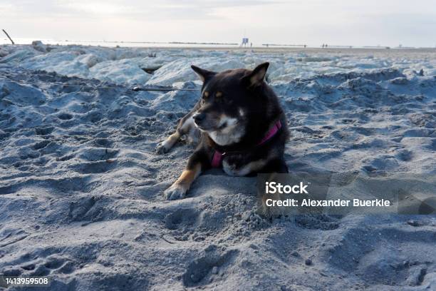 Black And Tan Shiba Inu Lies On The Beach And Enjoys Stock Photo - Download Image Now