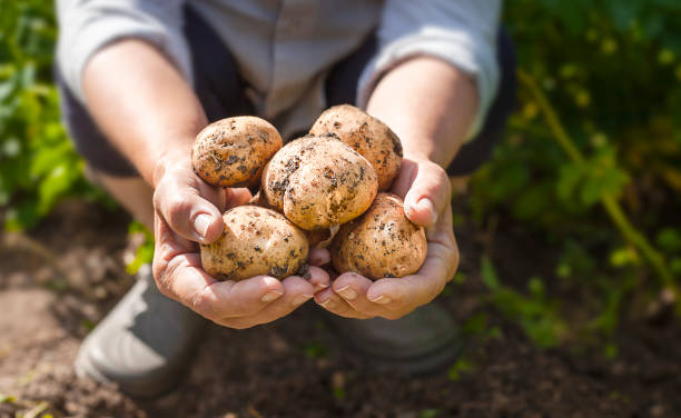 istock potatoes in human hands close-up 1413960507