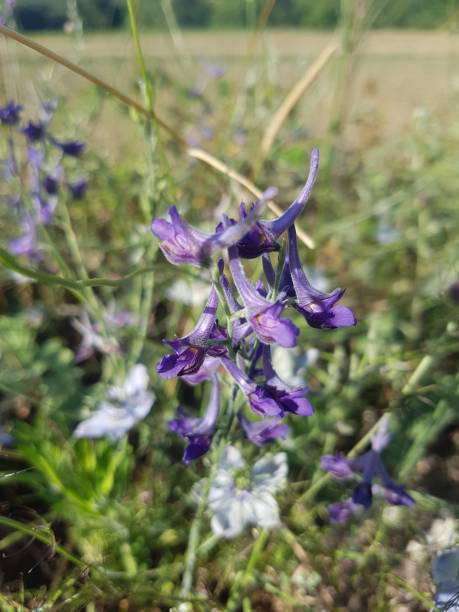 istock Purple wildflowers 1413960525