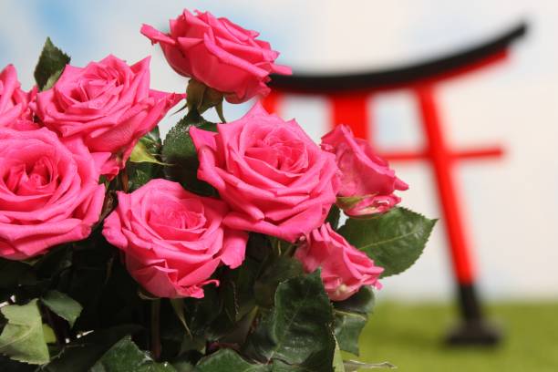 Pink Roses Close up With Torii Gate in Background Shallow DOF Pink Roses Closeup With Torii Gate in Background Shallow DOF torri gate stock pictures, royalty-free photos & images