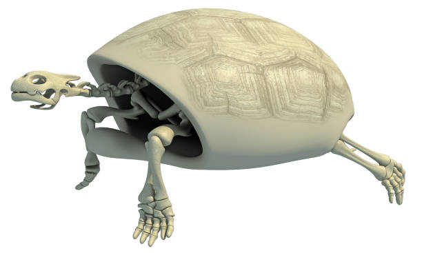Tortoise anatomy Turtle Skeleton on white background 3D rendering