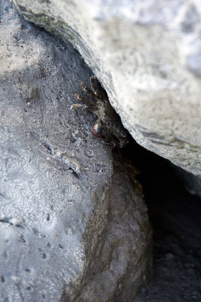 istock close up of a crab between the rocks 1413961966