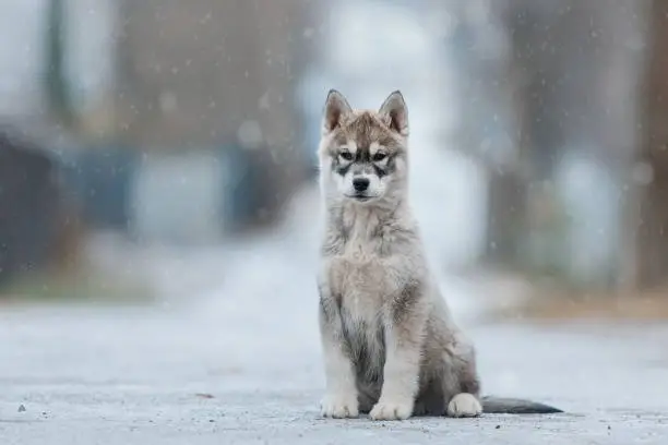 Siberian husky puppy in winter. Winter dog. Snowfall