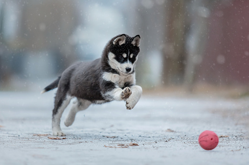 Siberian husky puppy in winter. Winter dog. Snowfall