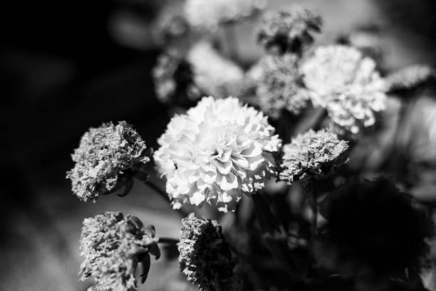 istock Yellow flower petals beautiful black and white 1413965373