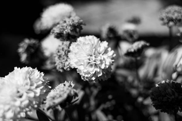 istock Yellow flower petals beautiful black and white 1413965536