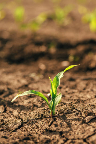 istock Small green corn crop seedling in field lit by the warm springtime sunset light 1413966541