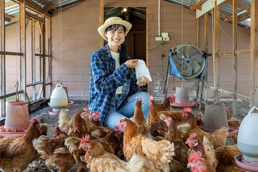 Asian woman farmer is feeding her free range chicken hen house coop which using free range method