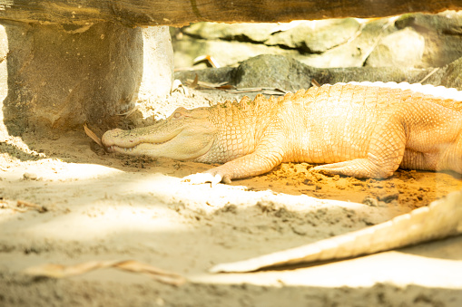 White crocodile albinos in a zoo