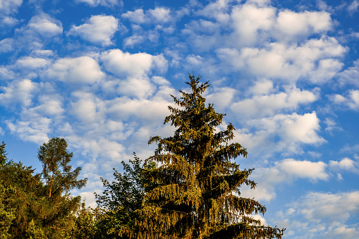 Many small white cloud on blue sky, large spruce in forest.