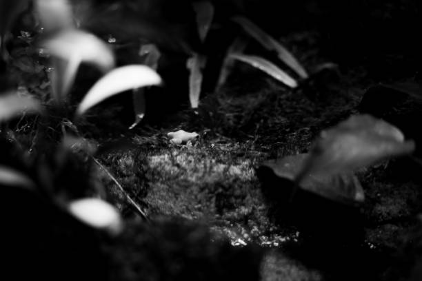 istock Little frog really small yellow orange black and white 1413967040