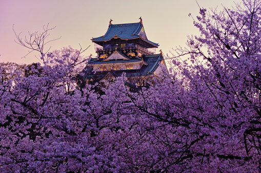 Osaka, Japan - April 4, 2022: Osaka Castle, a concrete reconstruction built in 1931, is one of Osaka's most popular locations for viewing cherry blossoms. The trees are mostly located along the north and east sides of the Inner Moat.