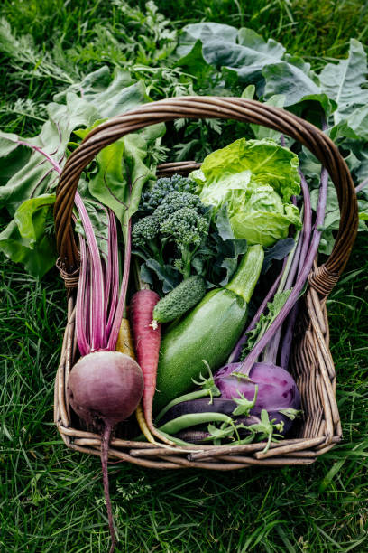 panier légumes chou, laitue, carottes, concombres, betteraves, haricots, pois, courgettes, brocoli, chou-rave violet. - kohlrabi on food ripe photos et images de collection