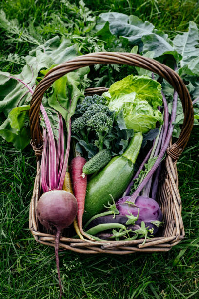 koszyk warzyw kapusta, sałata, marchew, ogórki, buraki, fasola, groch, cukinia, brokuły, fioletowa kalarepa. - vegetable garden carrot vegetable organic zdjęcia i obrazy z banku zdjęć