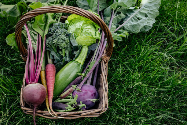 istock Basket vegetables cabbage, lettuce, carrots, cucumbers, beets, beans, peas, zucchini, broccoli, purple kohlrabi. 1413969113