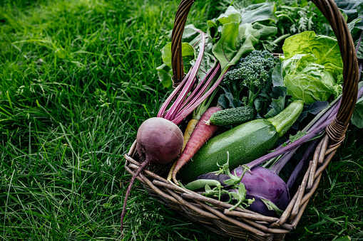 Basket vegetables cabbage, lettuce, carrots, cucumbers, beets, beans, peas, zucchini, broccoli, purple kohlrabi. Fresh organic vegetables basket in the garden.