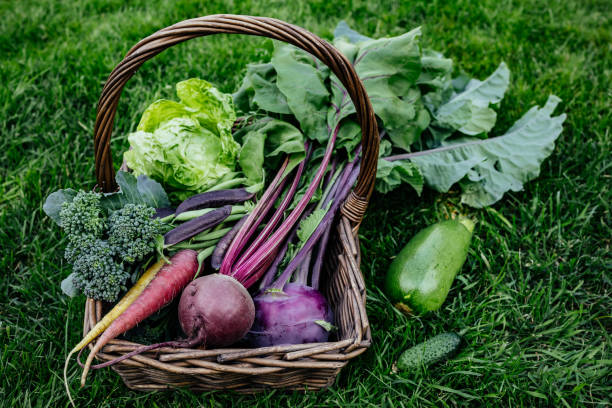 istock Basket vegetables cabbage, lettuce, carrots, cucumbers, beets, beans, peas, zucchini, broccoli, purple kohlrabi. 1413969155