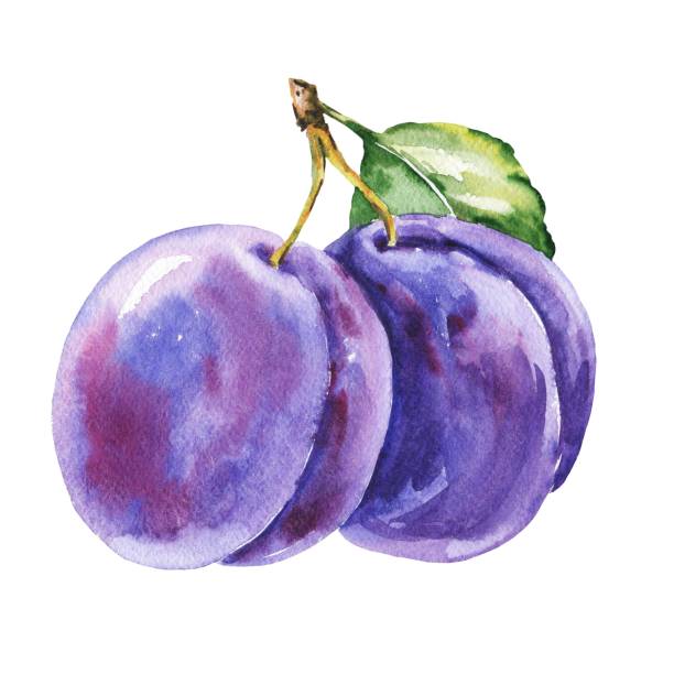 illustrazioni stock, clip art, cartoni animati e icone di tendenza di prugne acquerellate con foglie su sfondo bianco. illustrazione alimentare. - plum