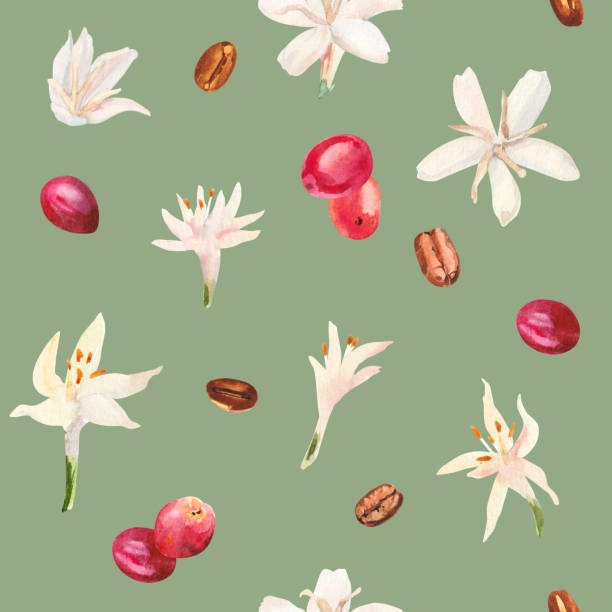 aquarell handbemalter kaffeebaumzweig, blumen und bohnen. kaffeepflanze. reifung von kaffeebeeren. - bean latté pattern frame stock-grafiken, -clipart, -cartoons und -symbole