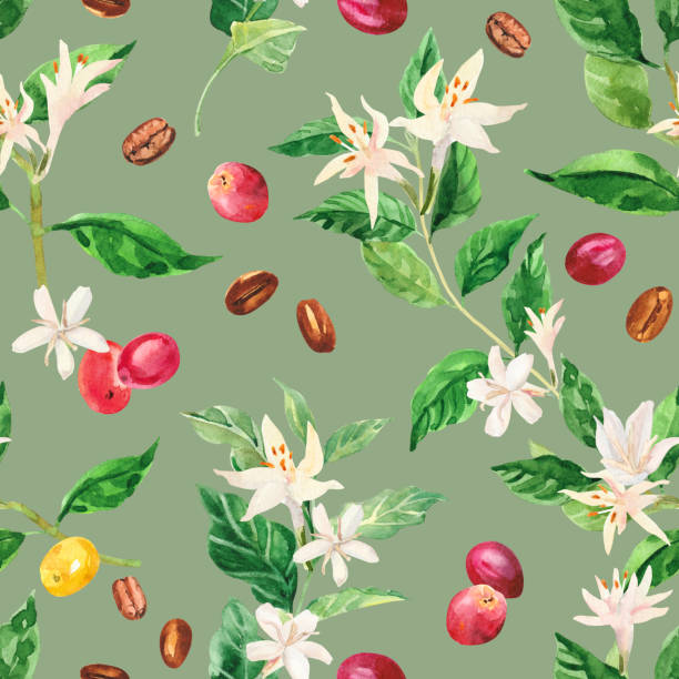 aquarell handbemalter kaffeebaumzweig, blumen und bohnen. kaffeepflanze. reifung von kaffeebeeren. - bean latté pattern frame stock-grafiken, -clipart, -cartoons und -symbole