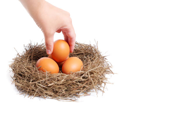 건초 둥지에서 신선한 달걀을 가져 오는 손 - birds nest animal nest nest egg savings 뉴스 사진 이미지