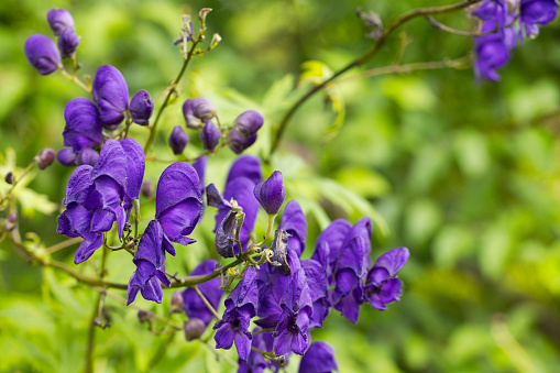 Aconitum Spark's Variety in bloom in Carmarthenshire, Wales.