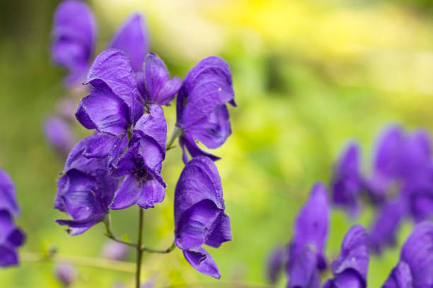 Aconitum Spark's Variety in bloom in Carmarthenshire, Wales.