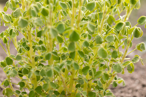 Oxalis Tuberosa growing in a vegetable bed in Carmarthenshire, Wales.