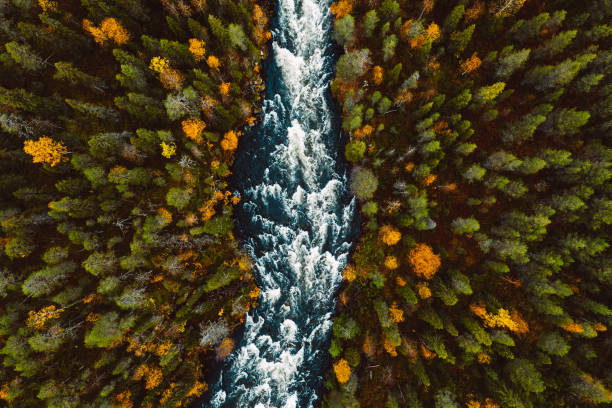 istock Aerial view of fast river through fall woods or forest with colorful trees. 1413971838