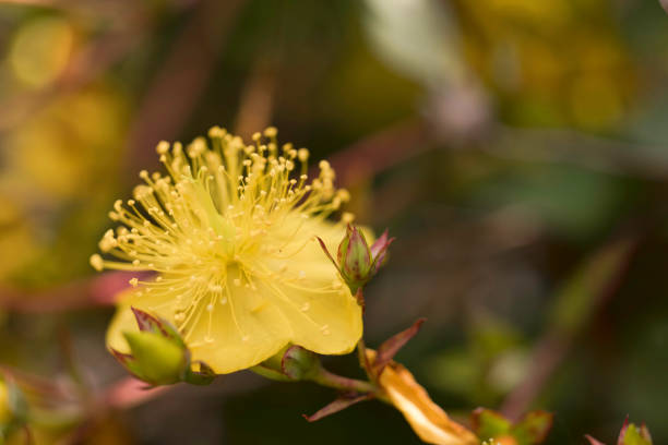 Yellow Hypericum kouytchense in Summer in Carmarthenshire, Wales.