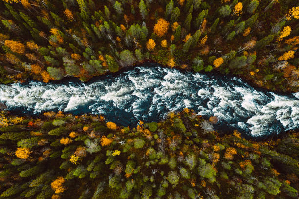 Aerial view of fast river through fall woods or forest with colorful trees.