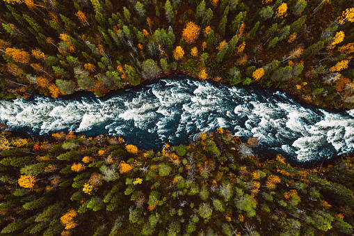 Aerial view of fast river through fall woods or forest with colorful trees in Finland.