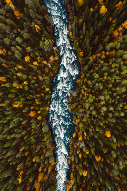 istock Aerial view of fast river through fall woods or forest with colorful trees. 1413971916