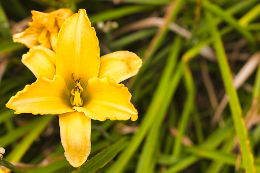 Daylily growing by the waterside in West Wales, UK.