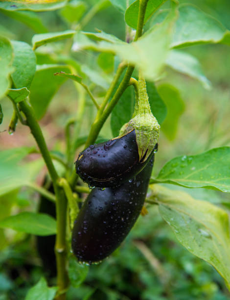 istock Eggplant in the vegetable garden, cultivation. Close-up, selective focus 1413972324