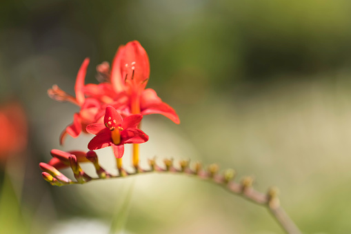 A crimson flame lily with yellow highlights set on a blurred-out green background. This is the national flower of Zimbabwe. This was a significant symbol of nationalism and pride of Rhodesia and Southern Rhodesia.