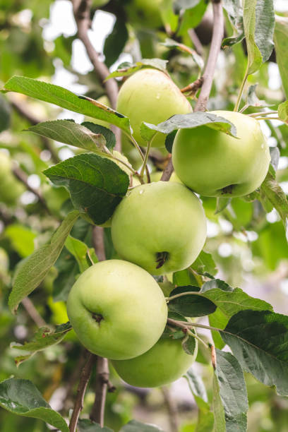 istock Green apples with raindrops on a tree in summer. Orchard garden in August. Selective focus. Juicy fruits growing, close-up. Harvesting concept. 1413973347