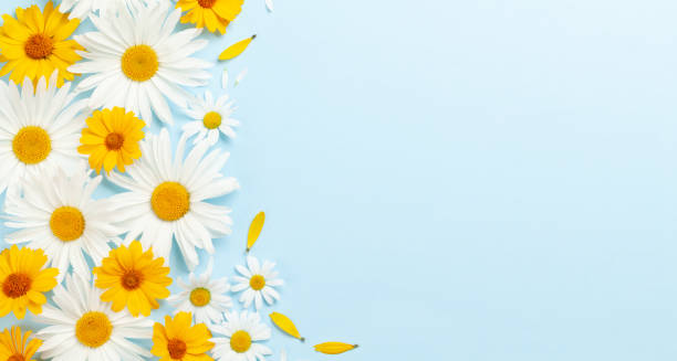 istock Chamomile garden flowers on blue background 1413974824