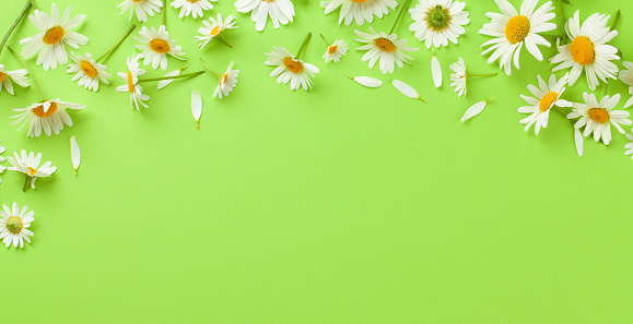 Chamomile garden flowers on green background. Top view flat lay with copy space
