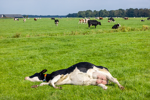Resting cow, lying stretched out, happy side, sleeping showing belly and udder in a green field in the Netherlands