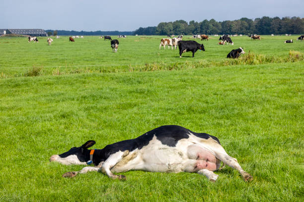 Reclining cow, lying stretched out, happy side, sleeping showing belly and udder in a green field in the Netherlands Resting cow, lying stretched out, happy side, sleeping showing belly and udder in a green field in the Netherlands sleeping cow stock pictures, royalty-free photos & images