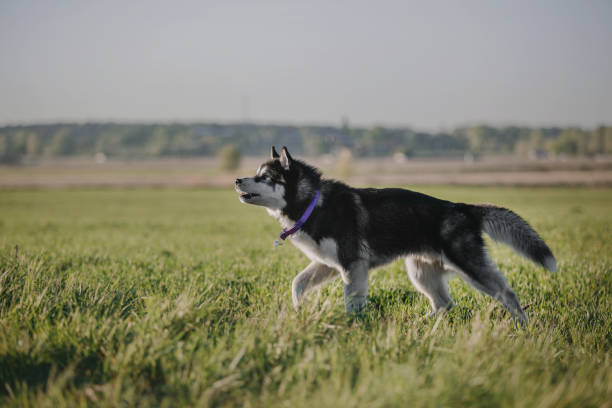 istock Siberian Husky dog on the grass 1413975787